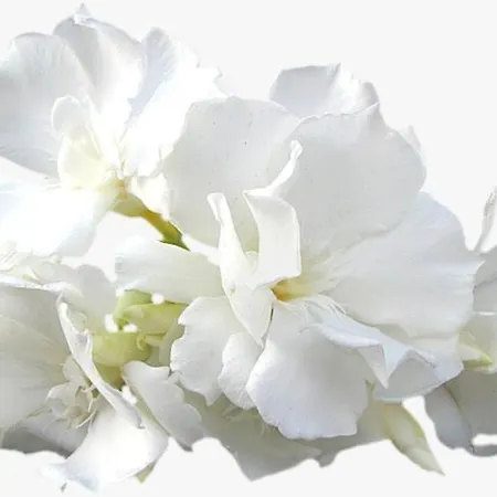 Calla, Calluna & Gardenia Apartment