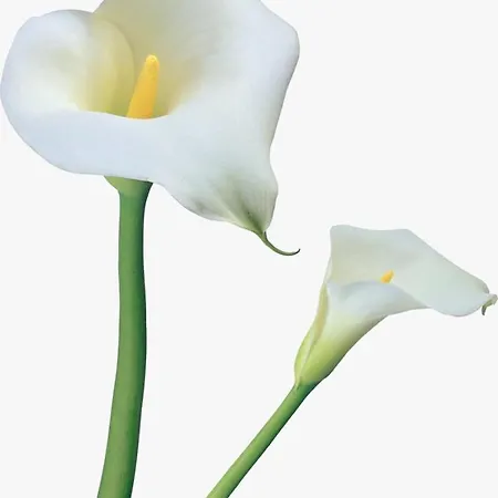 Calla, Calluna & Gardenia *